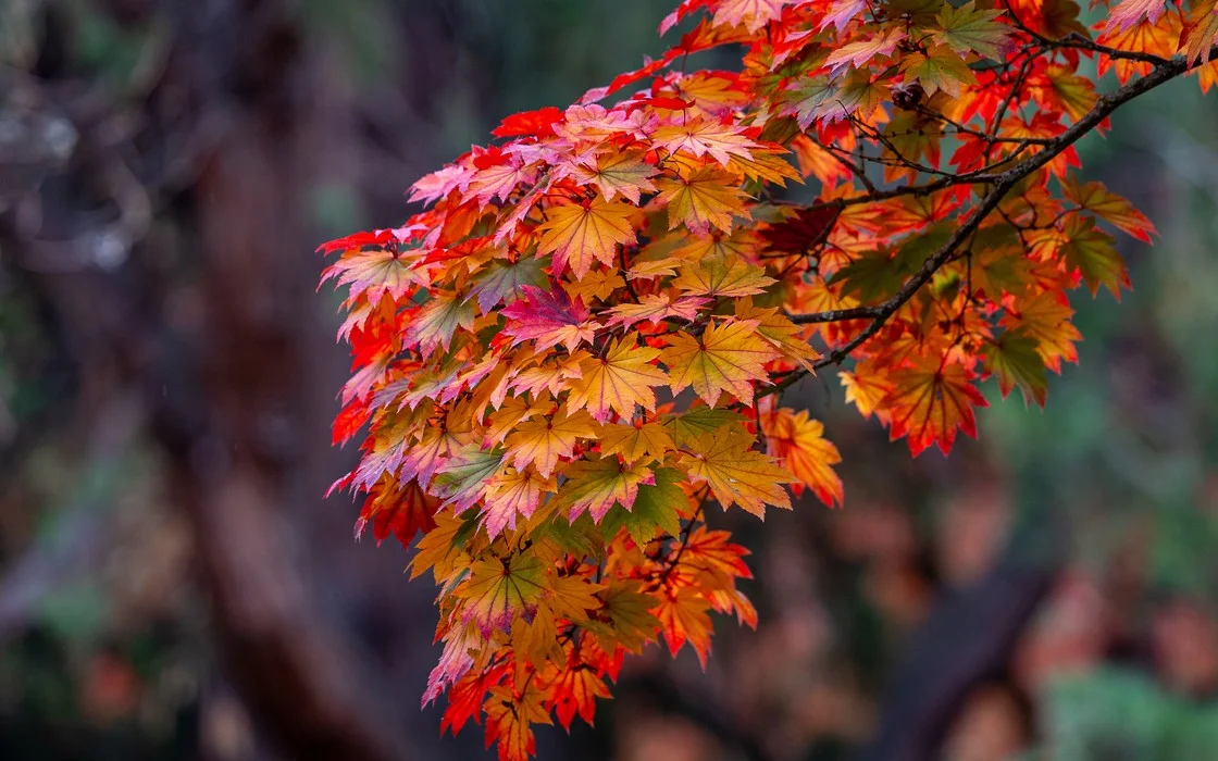 Vivid red and gold maple leaves on a branch
